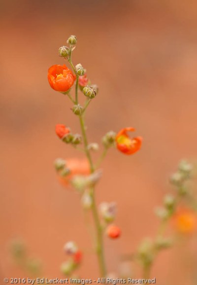 Desert globemallow, Mexican Hat, Utah