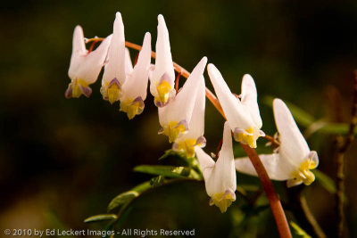 Dutchman's breeches along the Catherine Creek trail, Columbia Gorge, Washington