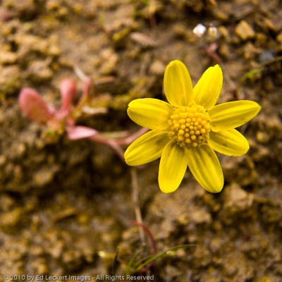 Gold stars in the Tom McCall Nature Preserve, Columbia Gorge, Oregon