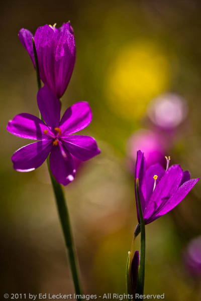 Grass Widows, Tom McCall Nature Preserve, Oregon