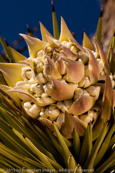 Joshua Tree Bloom, Joshua Tree National Park, California