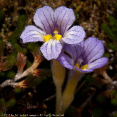 Naked broomrape, Catherine Creek Trail, Columbia Gorge, Washington