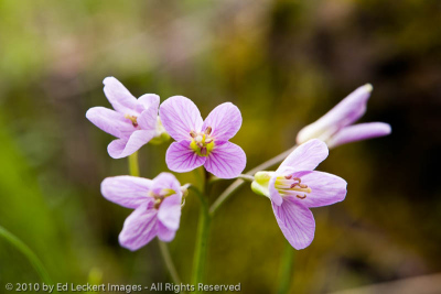 Oaks toothwort in the Tom McCall Nature Preserve, Columbia Gorge, Oregon