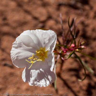 Pale evening-primrose, Arches National Park, Utah