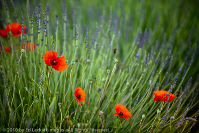 Poppies and Lavender, Provence, France