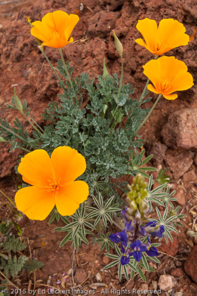 Poppies and Lupine, San Carlos Apache Reservation, Arizona