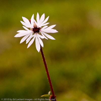 Prarie star in the Tom McCall Nature Preserve, Columbia Gorge, Oregon
