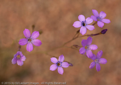 Purple Wildflowers, Tonto National Forest, Arizona