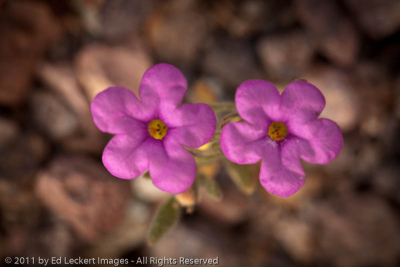 Purple mat along Artist's Drive, Death Valley National Park, California