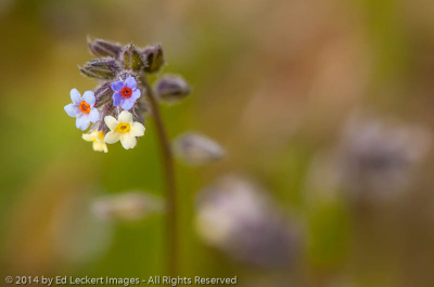 Small-flowered forget-me-not, Memaloose State Park, Oregon