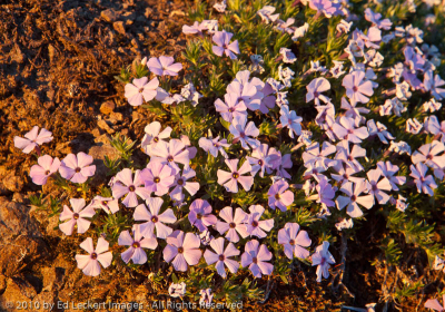Spreading phlox, Gifford Pinchot National Forest, Washington