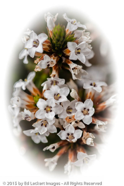Tea Tree Bouquet, Cradle Mountain-Lake St Clair National Park, Tasmania, Australia