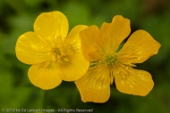 Buttercups in the Rainforest, Olympic National Park, Washington