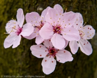 Cluster of Cherry Blossoms, State Capitol, Olympia, Washington