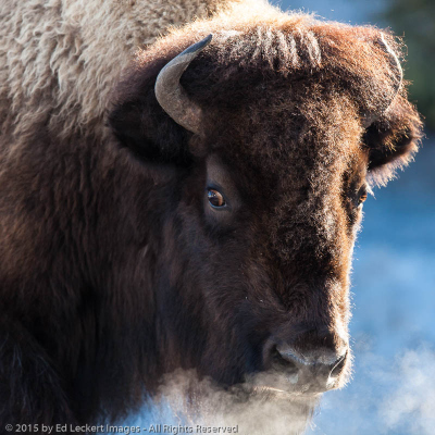 Alert Bison, Yellowstone National Park, Wyoming