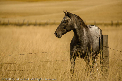 Appaloosa and Fence, The Palouse, Idaho
