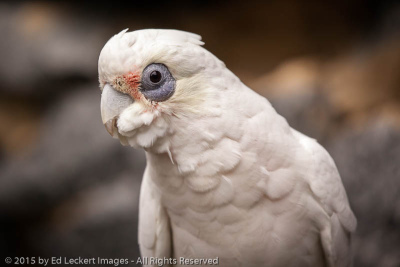 Cockatoo Freedom, Tasmania, Australia