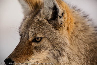 Coyote Close, Yellowstone National Park, Wyoming