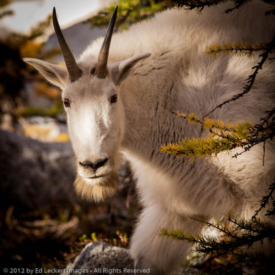 Curious Goat, Alpine Lakes Wilderness, Washington