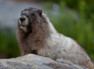 Curious Hoary Marmot, Sunrise, Mount Rainier National Park, Washington
