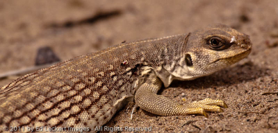 Desert Iguana, Death Valley National Park, California