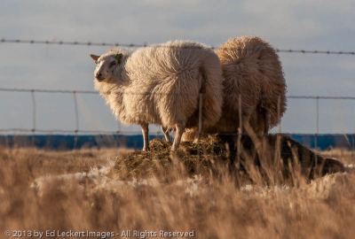 Dinner Time, Westfjords, Iceland