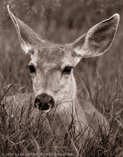 Doe in Tuolumne Meadows, Yosemite National Park, California