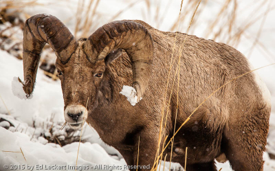 I Have Snow Stuck on My What?, Yellowstone National Park, Wyoming