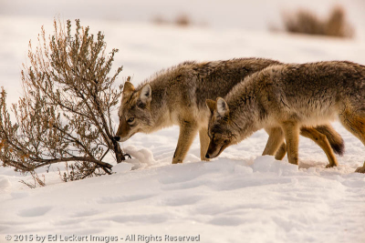 Just Sniffing Around, Yellowstone National Park, Wyoming