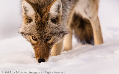 Keeping Close Watch, Yellowstone National Park, Wyoming