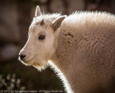 Little Cutie, Alpine Lakes Wilderness, Washington