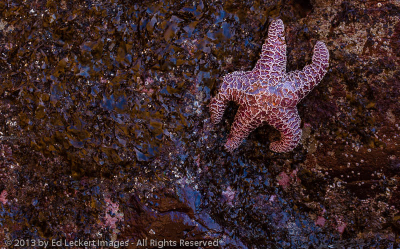 Purple Sea Star, Second Beach, Olympic National Park, Washington