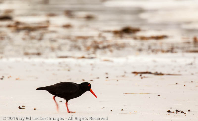 Sooty Oystercatcher, Mount William National Park, Tasmania, Australia