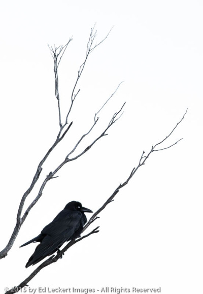 Tasmanian Raven on Branch, Freycinet National Park, Tasmania, Australia