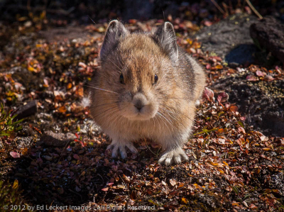 When Pikas Attack, Yoho National Park, British Columbia