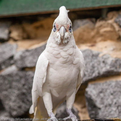 Wise Bird, Tasmania, Australia