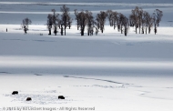 Bison in Snowfield, Yellowstone National Park, Wyoming