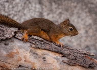 Douglas Squirrel, Alpine Lakes Wilderness, Washington