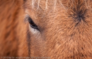 Eye of the Horse, Snaefellsnes Peninsula, Iceland