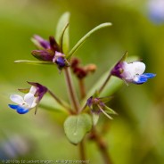 Small-flowered blue-eyed Mary in the Tom McCall Nature Preserve, Columbia Gorge, Oregon