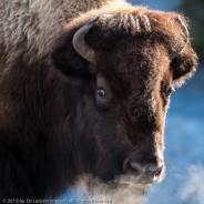 Alert Bison, Yellowstone National Park, Wyoming