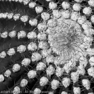 Barrel Cactus Patterns, Saguaro National Park, Arizona