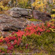 Fall Color on the Rock, Larch Lake, Alpine Lakes Wilderness, Washington