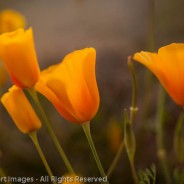 Glowing Poppies, Tonto National Forest, Arizona