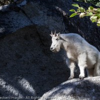 Goat on a Rock, Alpine Lakes Wilderness, Washington