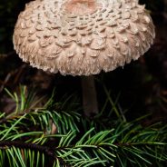 Mushroom Umbrella, Cougar Mountain Wildland Park, Issaquah, Washington