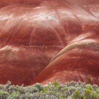 Painted Hills and Tree, John Day Fossil Beds National Monument, Oregon