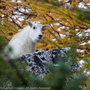 Peek-A-Boo Goat, Alpine Lakes Wilderness, Washington