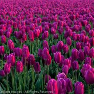 Pink Tulips, Mt. Vernon, Washington