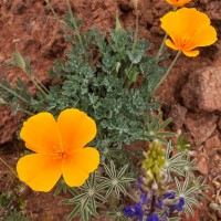 Poppies and Lupine, San Carlos Apache Reservation, Arizona